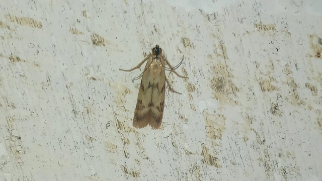 Homoeosoma sinuella - agyagsárga karcsúmoly