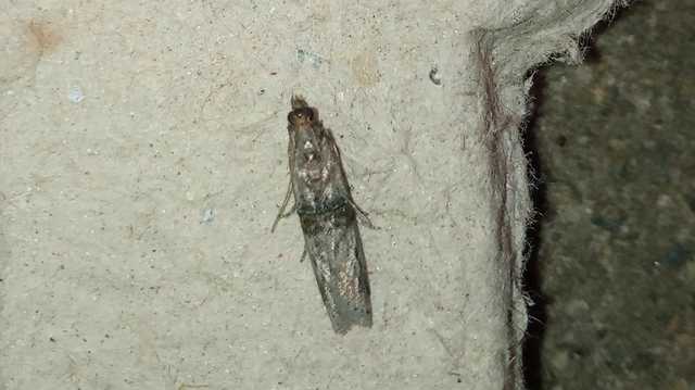 Nephopterix angustella - kecskerágó-karcsúmoly