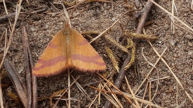 Lythria cruentaria - bíborcsíkos araszoló