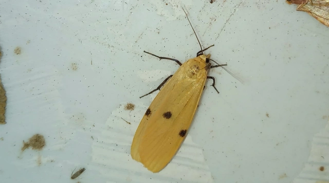 Lithosia quadra - négypettyes zuzmószövő