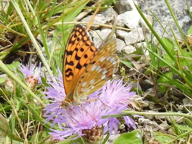 Argynnis adippe - ezüstös gyöngyházlepke