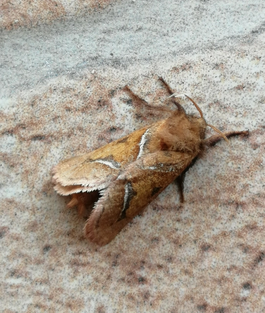 Triodia sylvina - kis gyökérrágólepke