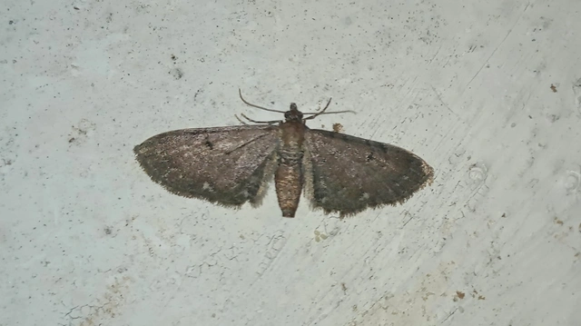Eupithecia absinthiata - üröm-törpearaszoló