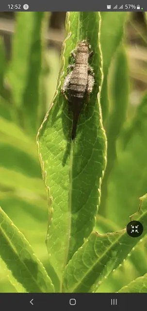 Arachnocephalus vestitus