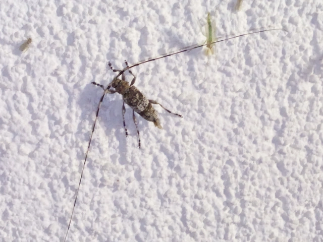 Acanthocinus griseus - szürke daliáscincér