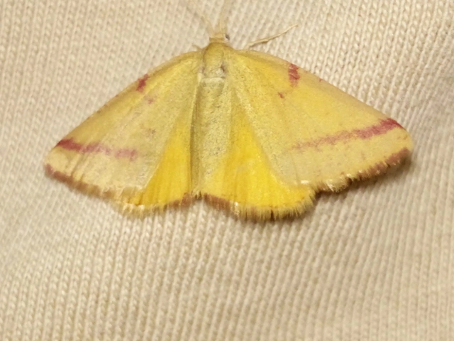 Lythria purpuraria - bíborsávos araszoló