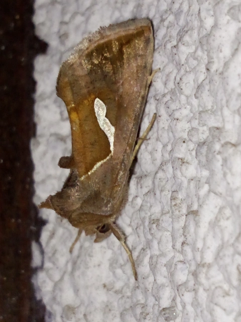 Macdunnoughia confusa - cseppfoltos ezüstbagoly