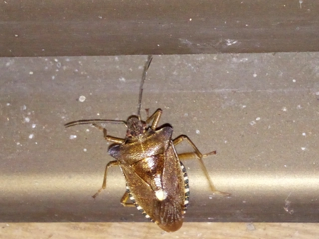 Pentatoma rufipes - vöröslábú címerespoloska Pentatoma rufipes - vöröslábú címerespoloska