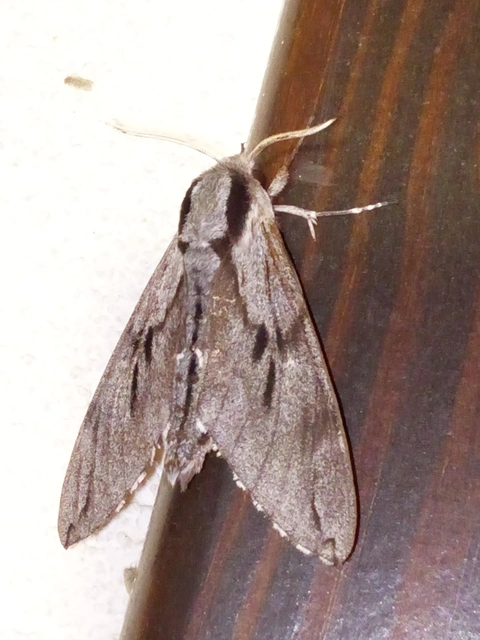 Hyloicus pinastri - fenyőszender