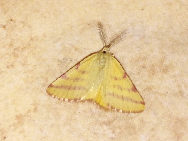 Lythria purpuraria - bíborsávos araszoló