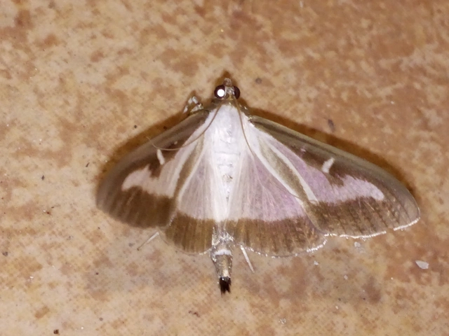 Cydalima perspectalis - puszpáng-tűzmoly