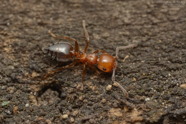 Crematogaster schmidti - vörös szívhangya