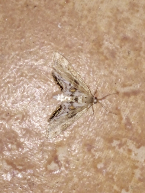 Cataclysta lemnata - békalencsemoly