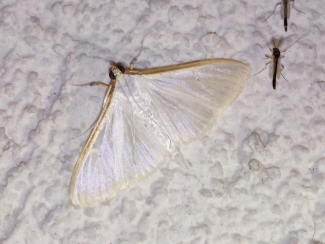 Palpita vitrealis - hófehér tűzmoly