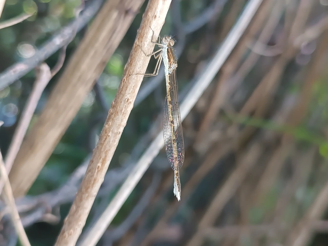 Sympecma fusca - téli rablószitakötő