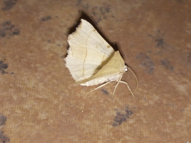 Eilicrinia trinotata - háromjegyű araszoló