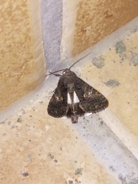 Anophia leucomelas - déli folyófűbagoly