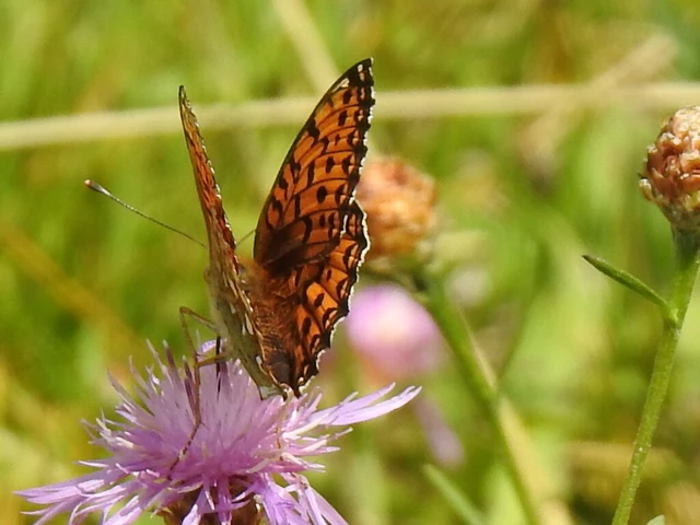 Argynnis aglaja - kerekfoltú gyöngyházlepke Argynnis aglaja - kerekfoltú gyöngyházlepke