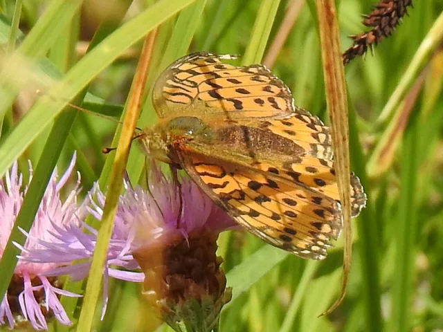 Argynnis aglaja - kerekfoltú gyöngyházlepke Argynnis aglaja - kerekfoltú gyöngyházlepke