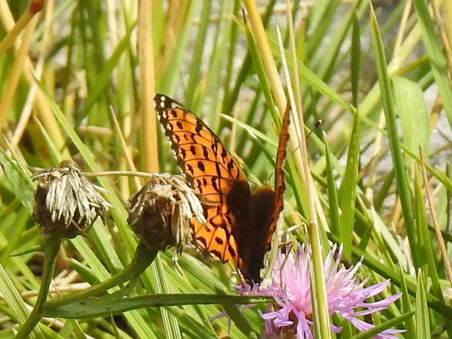 Argynnis aglaja - kerekfoltú gyöngyházlepke Argynnis aglaja - kerekfoltú gyöngyházlepke