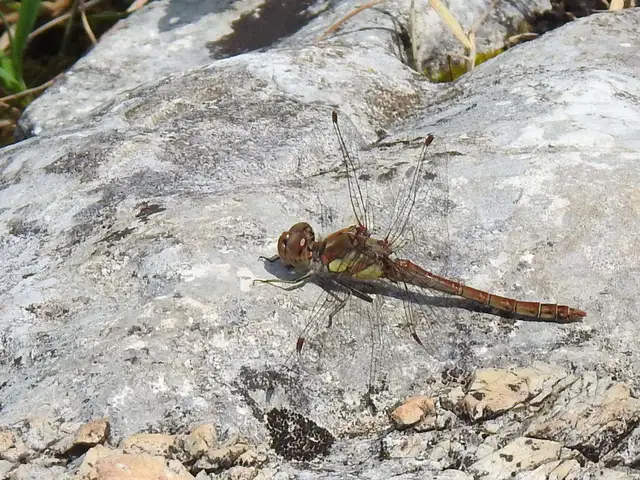 Sympetrum striolatum - harántsávos katona-szitakötő