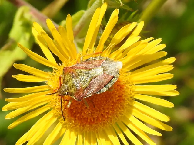 Carpocoris Carpocoris