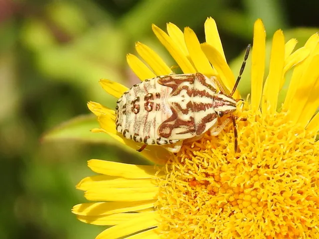 Carpocoris Carpocoris