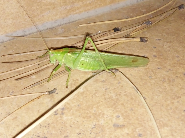 Tettigonia viridissima - zöld lombszöcske
