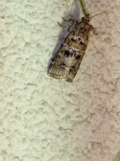 Dioryctria