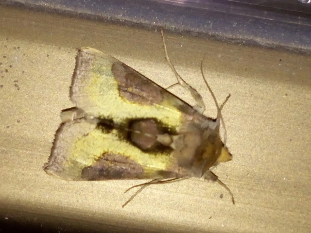 Diachrysia stenochrysis - rejtőző aranybagoly