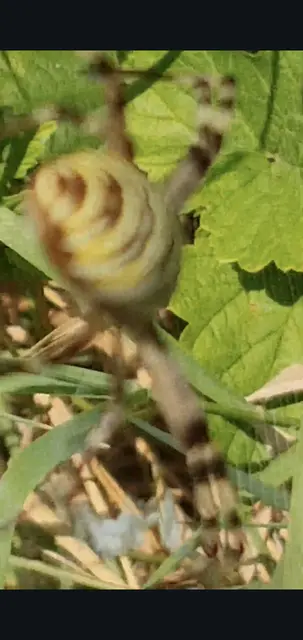 Argiope bruennichi - darázspók