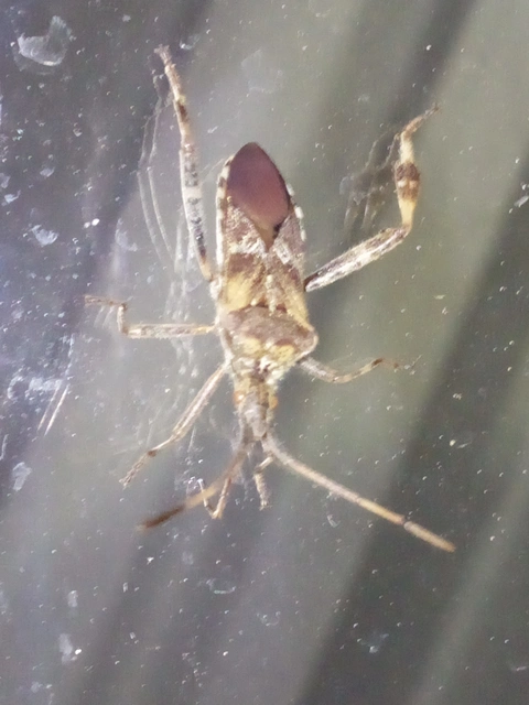 Leptoglossus occidentalis - nyugati levéllábú poloska Leptoglossus occidentalis - nyugati levéllábú poloska
