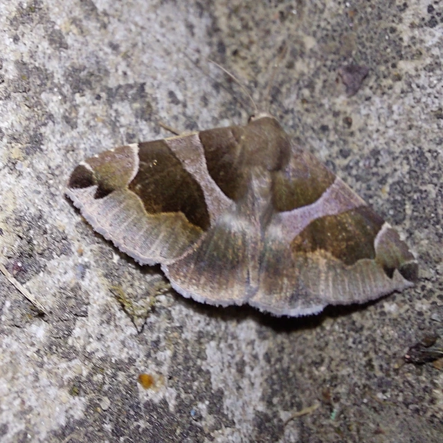 Dysgonia algira - déli porcelánbagoly