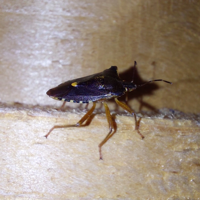 Pentatoma rufipes - vöröslábú címerespoloska Pentatoma rufipes - vöröslábú címerespoloska