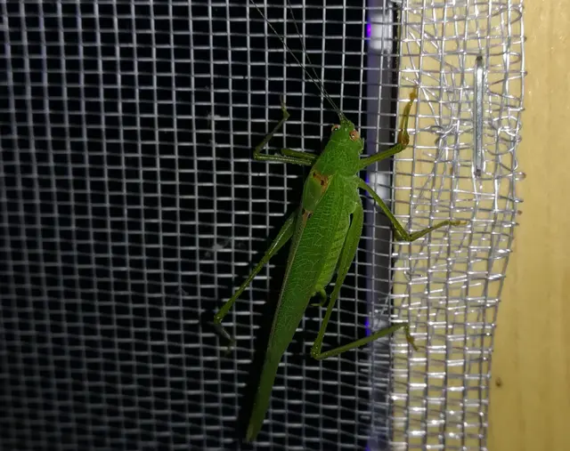 Phaneroptera nana - pontozott repülőszöcske