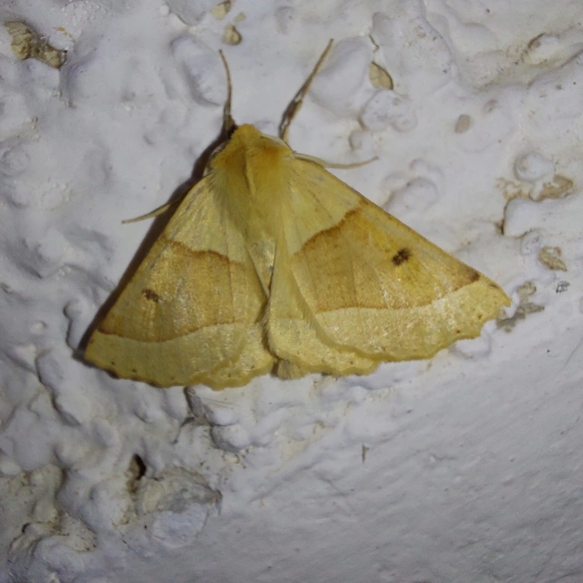 Crocallis elinguaria - sárga sávosaraszoló