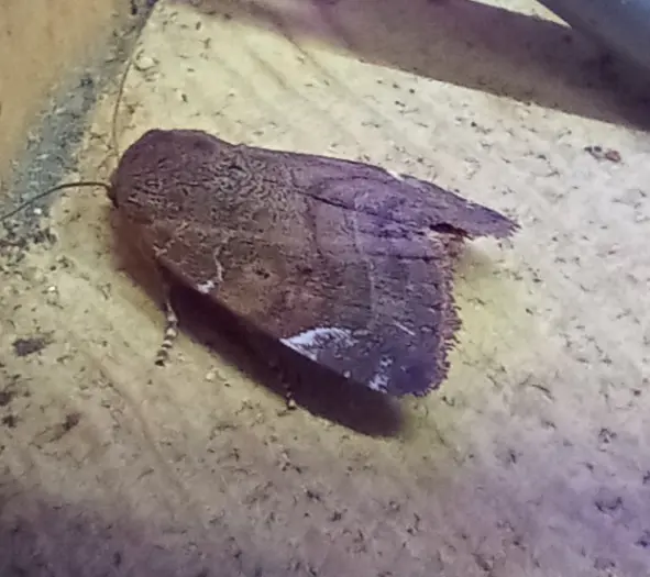 Cosmia affinis - barna lombbagoly