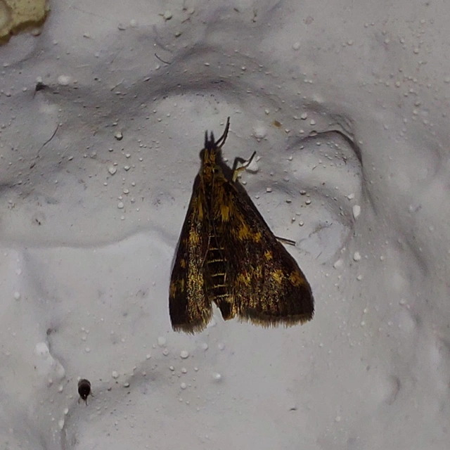 Pyrausta despicata - réti bíbormoly