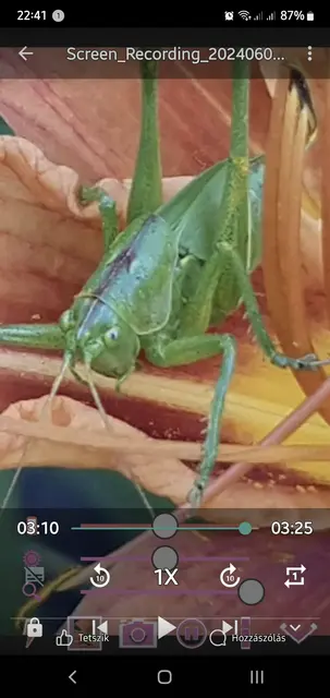 Tettigonia viridissima - zöld lombszöcske