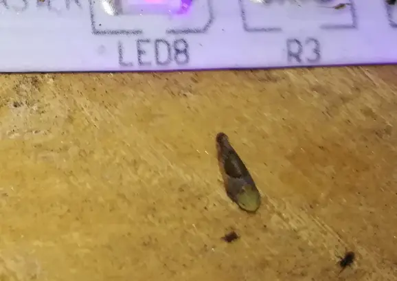 Hishimonus hamatus