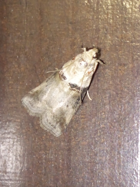 Acrobasis tumidana - bordás karcsúmoly