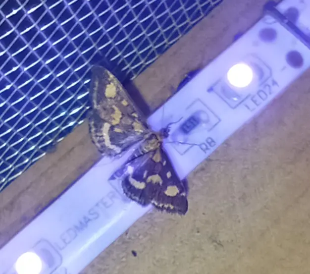 Pyrausta purpuralis - közönséges bíbormoly