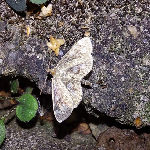 Anania coronata - koronás dudvamoly