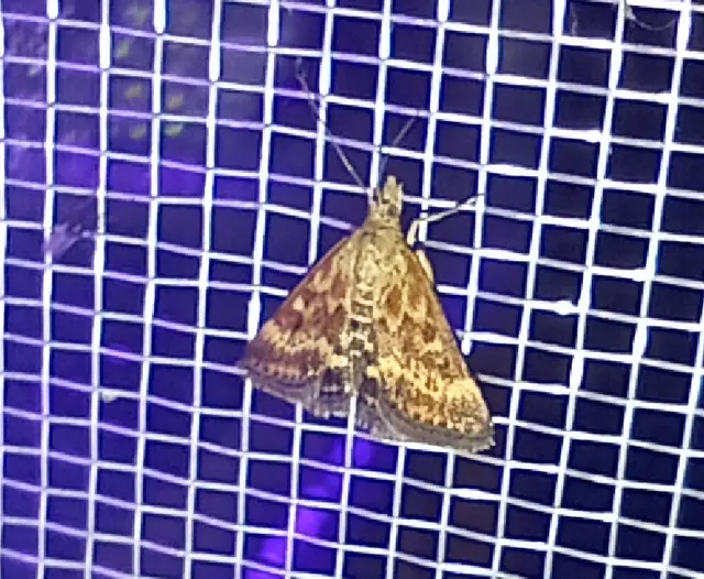 Pyrausta despicata - réti bíbormoly