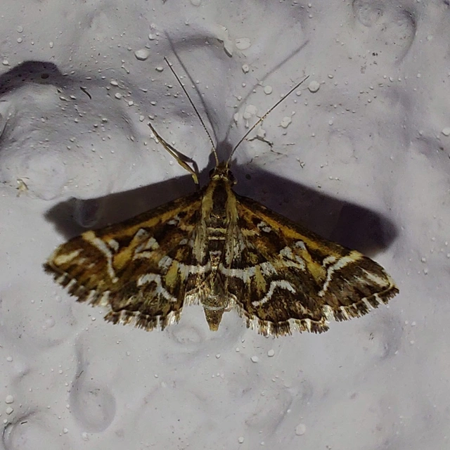 Diasemia reticularis - betűmintás tűzmoly