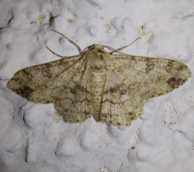 Ascotis selenaria - holdas faaraszoló