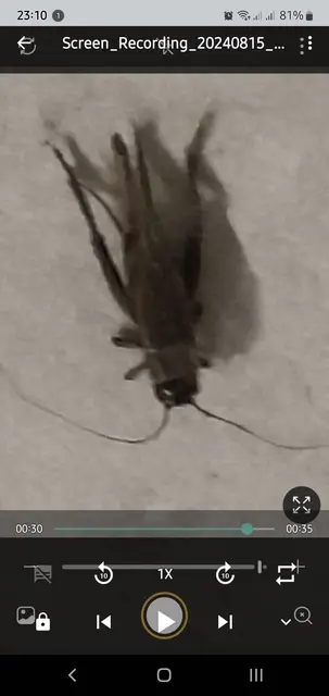 Eumodicogryllus bordigalensis - bordói tücsök
