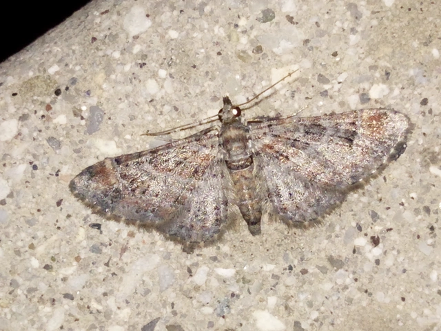 Gymnoscelis rufifasciata - vöröscsíkos törpearaszoló