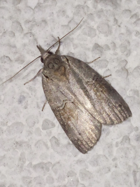 Nycteola asiatica - nyárfa-trapézbagoly