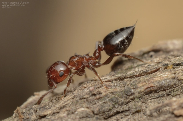 Crematogaster schmidti - vörös szívhangya